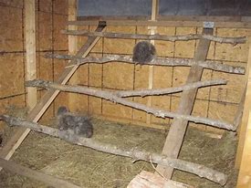 Image result for Building a Chicken Roost