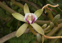 Image result for Vanilla Orchid South America