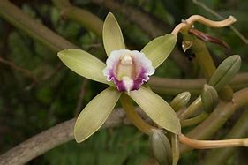 Image result for Vanilla Orchid Flower