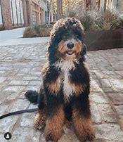 Image result for Large Bernedoodle