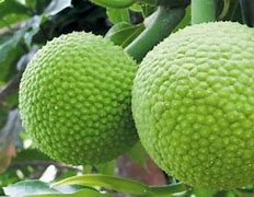 Image result for Manfaat Buah Sukun