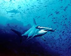 Image result for Oceanic Whitetip Shark Cocos Island Costa Rica