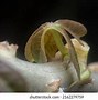 Image result for Root Cap Apical Meristem