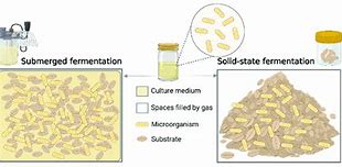 Image result for Fermentation System