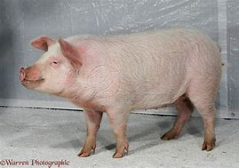 Image result for Real Pink Pig