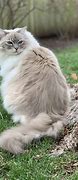 Image result for Large Ragdoll Cat