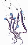 Image result for How to Tie a Texas Rig