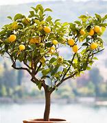 Image result for Patio Lemon Tree