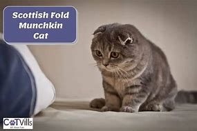 Image result for Scottish Fold Munchkin