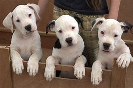 Image result for Scott American Bulldog Puppies