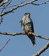 Image result for Immature Merlin Bird