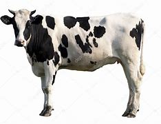 Image result for Cow JPEG