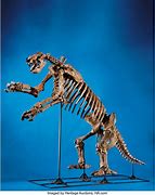 Image result for Giant Ground Sloth Skeleton