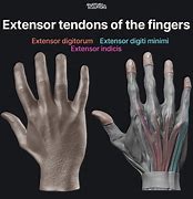 Image result for Extensor Tendons Dorsal Hand