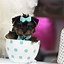 Image result for Cute Little Puppy Teacup Yorkie