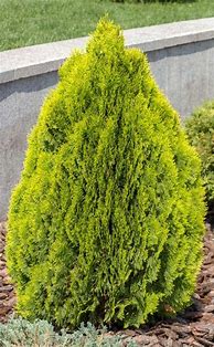 Image result for Dwarf Fir Trees