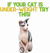 Image result for Underweight Cat