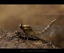 Image result for Macro Digital Photography