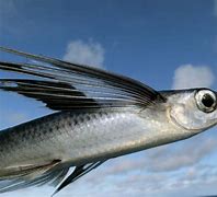 Image result for Flying Fishing