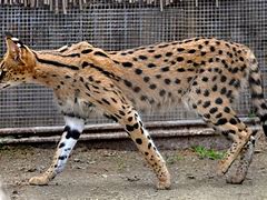 Image result for Domesticated Serval