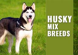 Image result for Basset Husky Mix