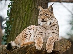 Image result for A Lynx Cat