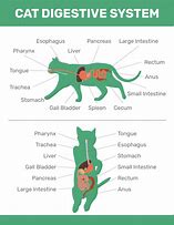 Image result for Cat Digestive Tract