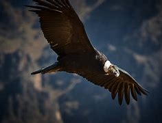 Image result for Vulture Flying