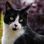 Image result for Chonky Tuxedo Cat