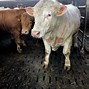 Image result for Beef Cattle Feed