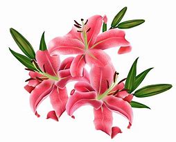 Image result for Blue Lily Clip Art