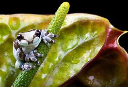 Image result for Frog with Flower