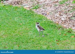 Image result for Masked Lapwing Baby