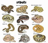 Image result for Ball Python Life Cycle