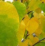 Image result for Bright Yellow Green Shrubs