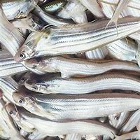 Image result for Kajoli Fish