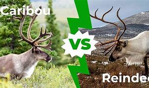 Image result for Caribou Reindeer Size Chart