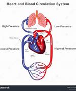 Image result for Circulatory System Diagram KS4