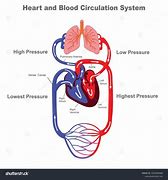 Image result for Label of the Circulatory System