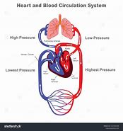 Image result for Circulatory System Labeled