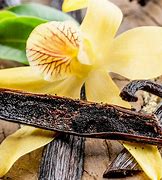 Image result for Vanilla Bean with Flower