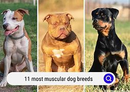 Image result for Muscular Dog