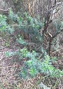 Image result for Flax Leaved Broom