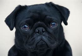 Image result for Black Pug Terrier