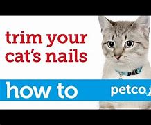 Image result for How to Cut Cat Nails