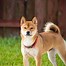 Image result for Japanese Fighting Dog Breeds