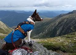 Image result for Dog Hiking Boots