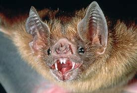 Image result for Vampire Bat