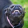 Image result for Pair of Smiling Dogs