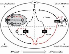 Image result for Creatine Energy System